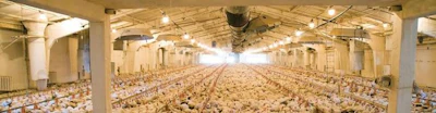 egg-1602PIeuropeanpoultryleaders2.jpg