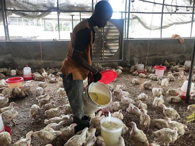 African-poultry-house-2.jpg