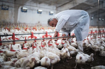Broiler-house-inspector.jpg