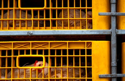 Broiler In A Crate
