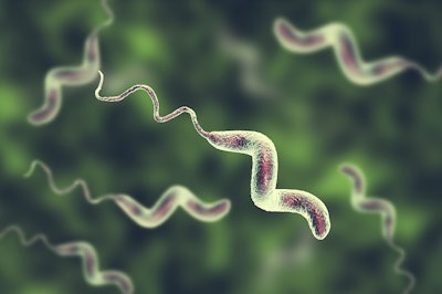 Campylobacter Bacteria1