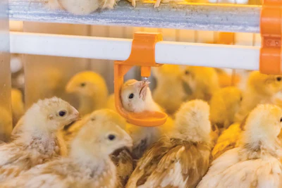 Drinkers Pullets Big Dutchman
