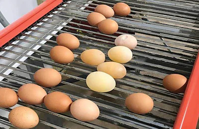 Egg-Drop-syndrom-Sherrill-Davison.jpg