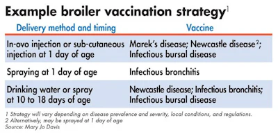 broiler-vaccination-strategy