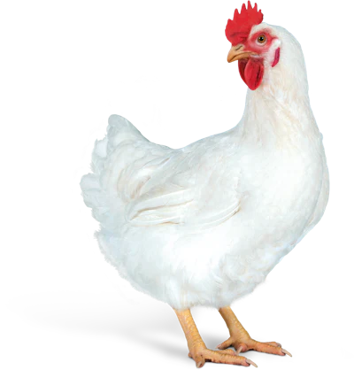 Hubbard Efficiency Plus Female Half Shade.png