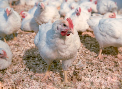 Hubbard_REDBRO_broilers.jpg