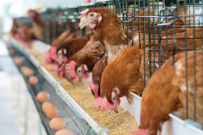 Laying-hens-eating