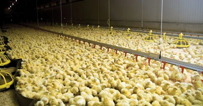 chicks-in-a-poultry-house