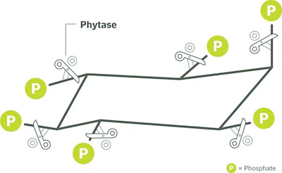 Phytase-releases-phosphate.jpg
