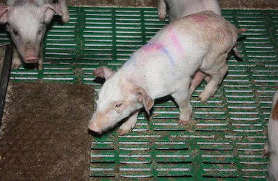 Piglet-with-PRRS