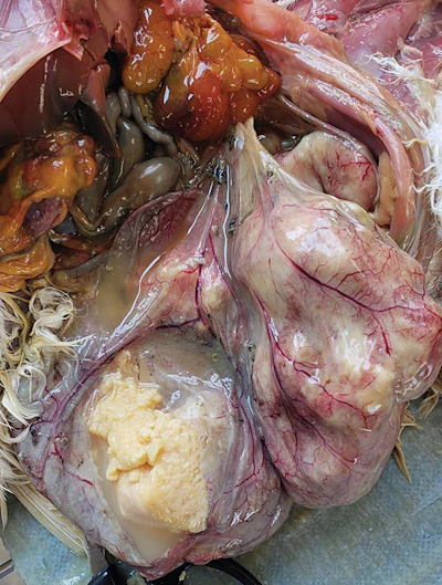 Poultry Salpingitis