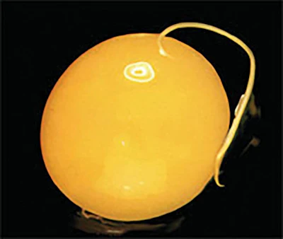 Roundworm In Egg