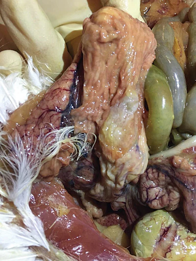 Shell--gland--infection.jpg