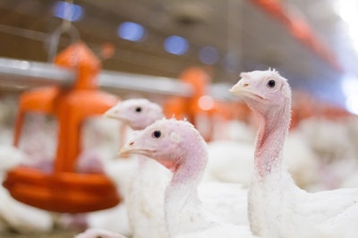 Turkey 9