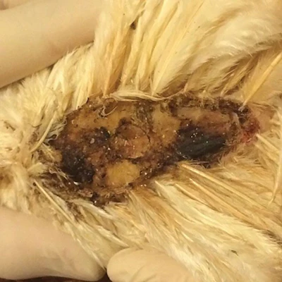 Ulcerative Dermatitis of Brown Cage-free Layers
