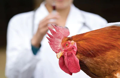 Veterinarian-chicken-2.jpg