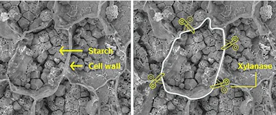 Xylanase-breaks-down-cell-walls.jpg
