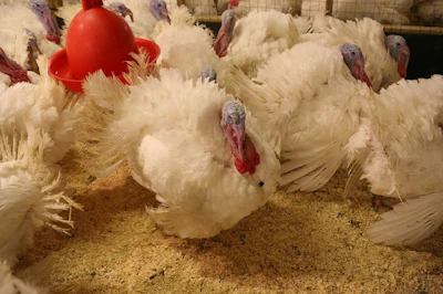 aviagen-feed-trial-toms.jpg