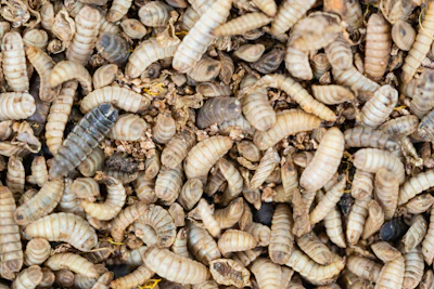 black-soldier-fly-larva.jpg