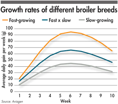 broiler-breed-growth-rate-comparison.png