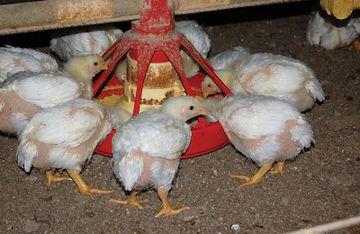 Several chicks at a feeder