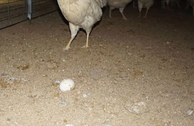 Cage Free Food Safety