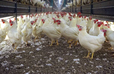 cage-free-hens-in-scratch-area.jpg