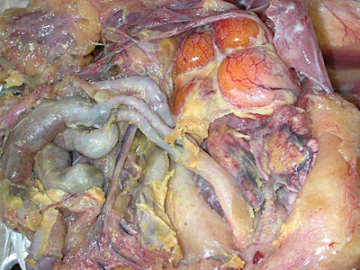 caseous-peritonitis-B.jpg