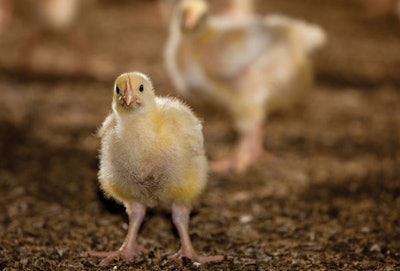 Chick Closeup On Litter
