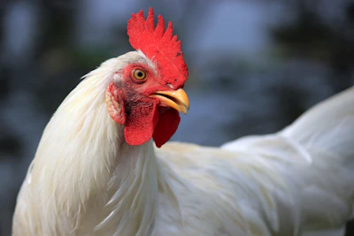 chicken-closeup.jpg