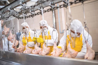 chicken-processing-line