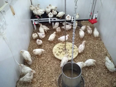 chickens-in-experimental-pen