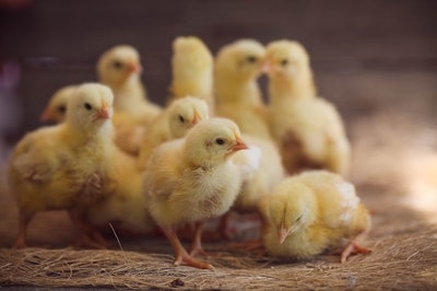 Chicks Closeup
