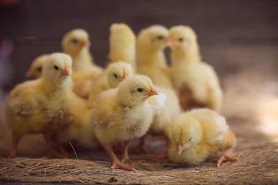 Chicks Closeup