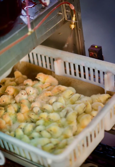 chicks-in-basket-vaccination.jpeg