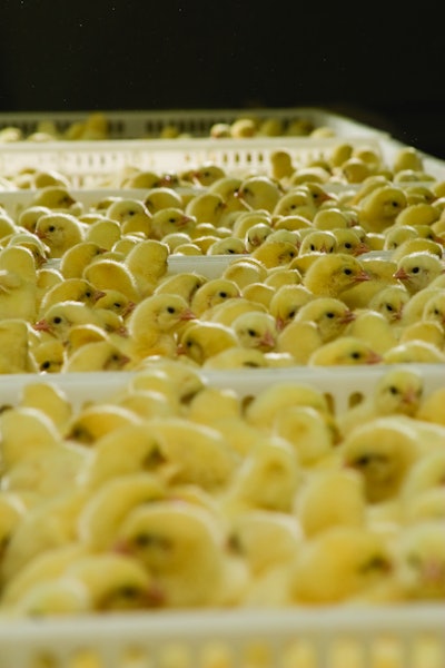 Chicks In Crates