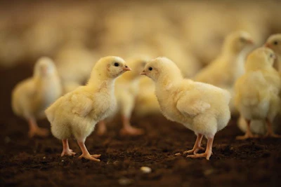 chicks-on-litter-closeup.jpg