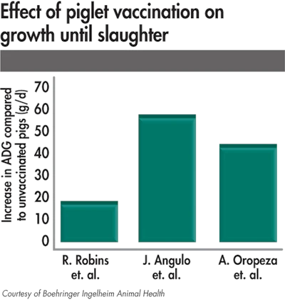 effect of piglet vaccination on growth