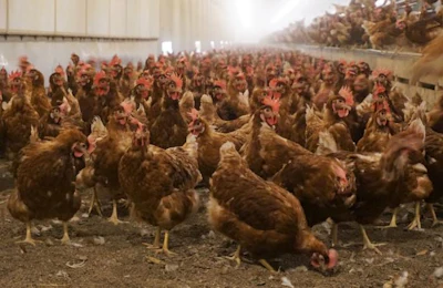 Mid-States Specialty Eggs hens in the barn