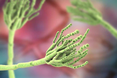 penicillium.jpg