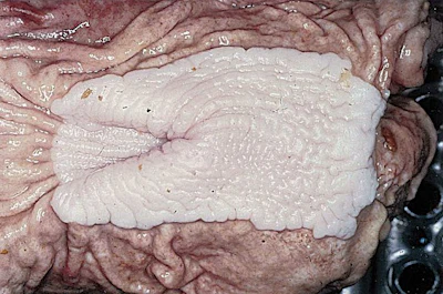pig-healthy-digestive-tract.jpg