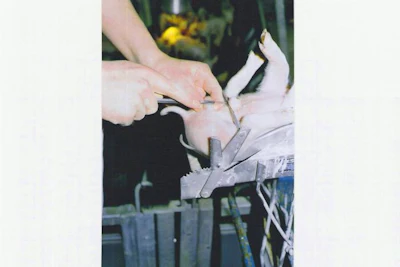 stopping piglet surgical castration