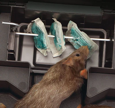 rodent bait station