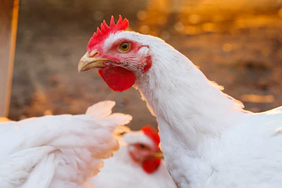 rooster-closeup-sunset.jpg