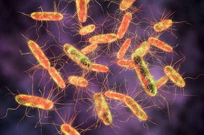 Salmonella Bacteria S Typhi