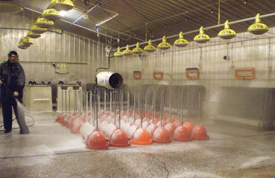 spraying-detergent-1606PIbroilerhousecleaning1.jpg