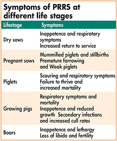 symptoms of PRRS different life stages