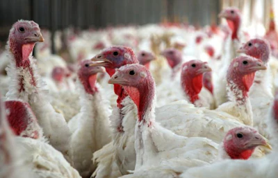 turkeys_indoors.jpg