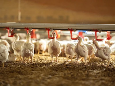 tyson-research-farm (1).jpg