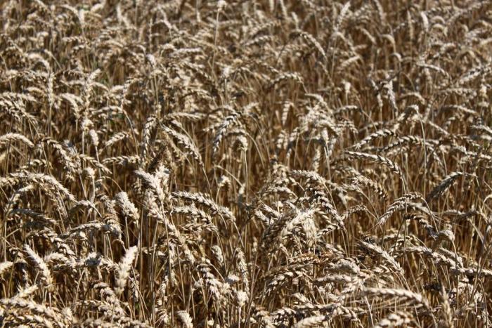 Wheat Ready To Harvest